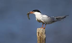 Julien SESIA - Julien-Sésia-Photographie©